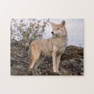 Quebra-cabeça EUA, Montana, Kalispell. Coyote no Triple D