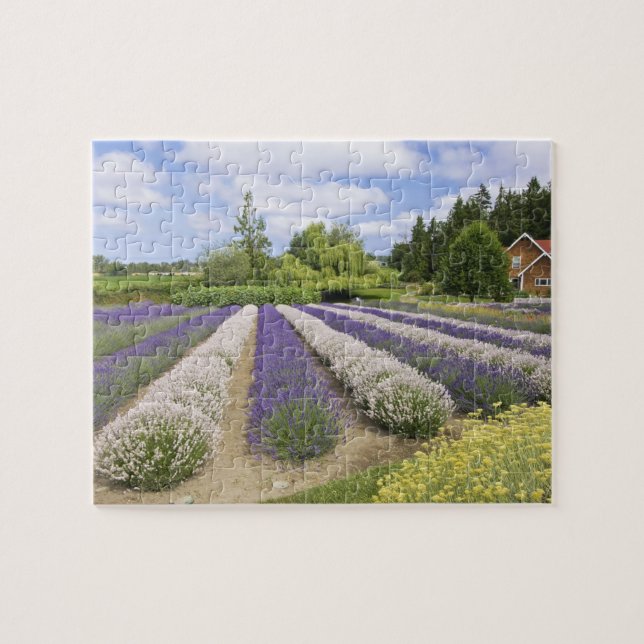 Quebra-cabeça EUA, WA, Sequim, Purple Haze Lavender Farm (Horizontal)