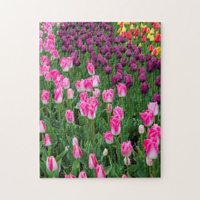 Quebra-cabeça EUA, Washington. Tulipas em Flor (Vertical)