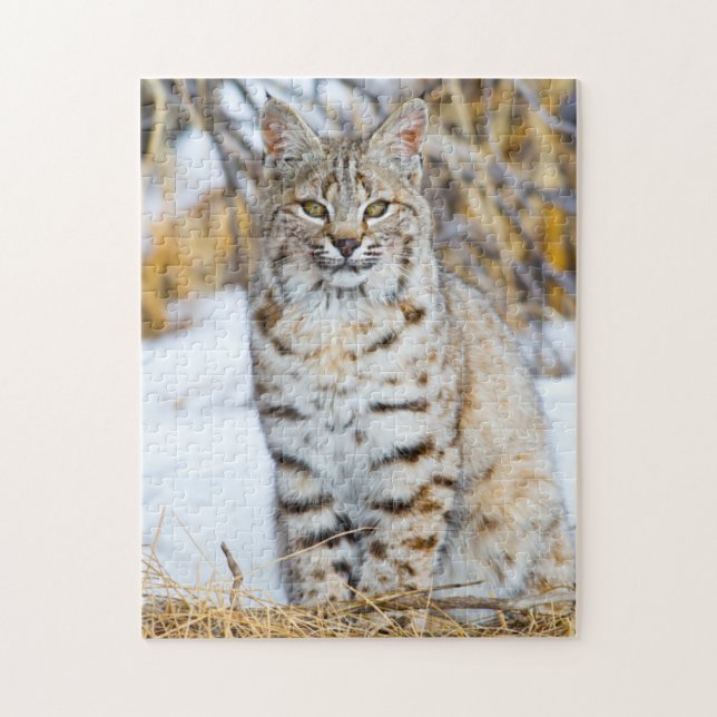 Quebra-cabeça EUA, Wyoming, Retrato de Bobcat (Vertical)