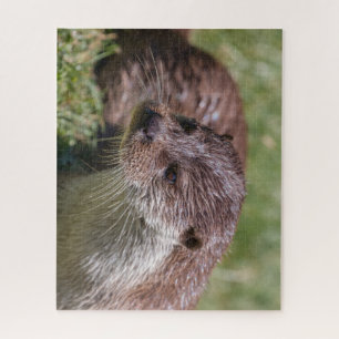 Quebra-cabeça Eurasian Otter Resting in Sunshine (Descanso de lu