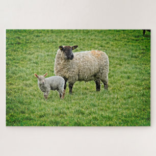Quebra-cabeça Ewe e Lamb