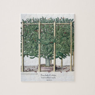 Quebra-cabeça Eystettensis indica do Ficus, 'do Hortus Eystet