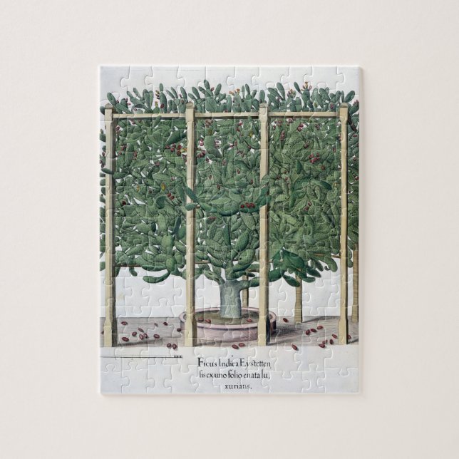 Quebra-cabeça Eystettensis indica do Ficus, 'do Hortus Eystet (Vertical)