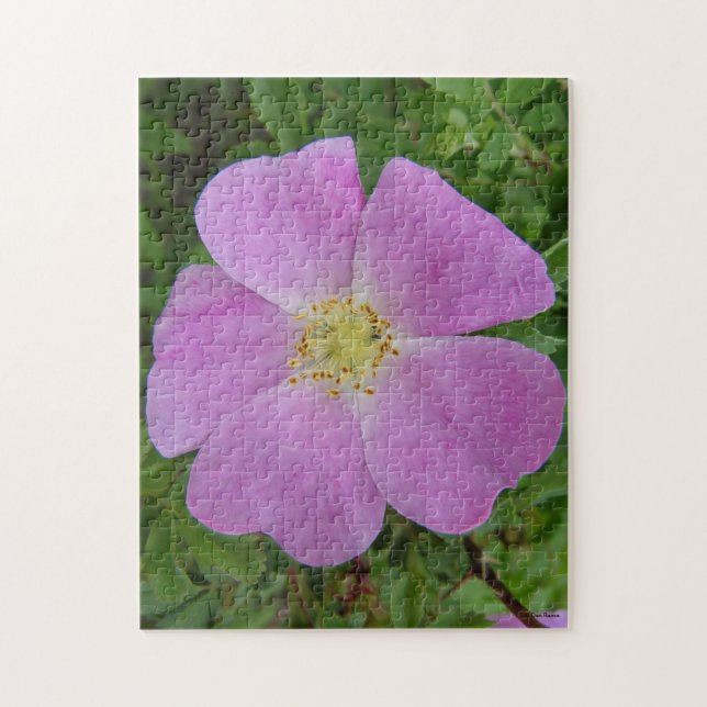 Quebra-cabeça F11 Rosa Silvestre "Rosa arkansana" (Vertical)