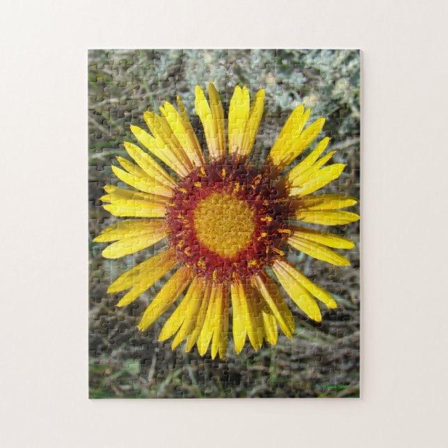 Quebra-cabeça F1 Flor Amarela Selvagem Gaillardia (Vertical)