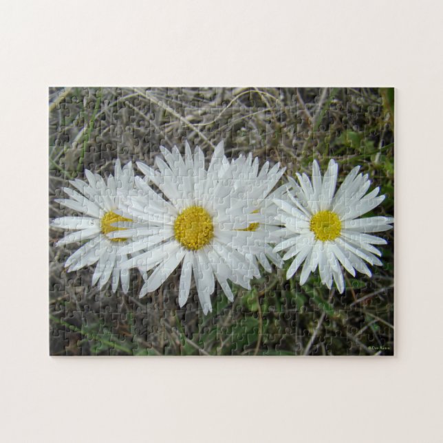 Quebra-cabeça F42 Flores Silvestres Brancas Aster Suave (Horizontal)