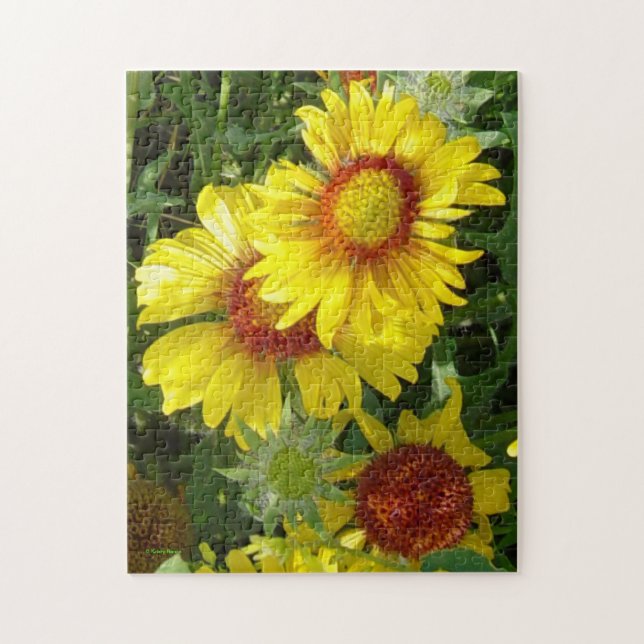 Quebra-cabeça F6 Flores Silvestres Amarelas Gaillardia (Vertical)