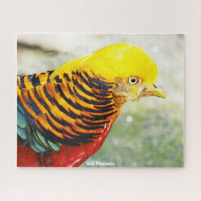 Quebra-cabeça Faisão-dourado (Horizontal)