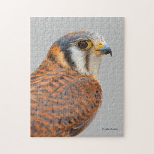 Quebra-cabeça Falcão Americano Kestrel Sparrowhawk
