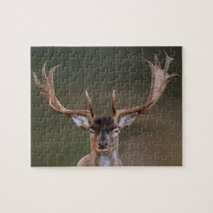 Quebra-cabeça Fallow Deer está te julgando