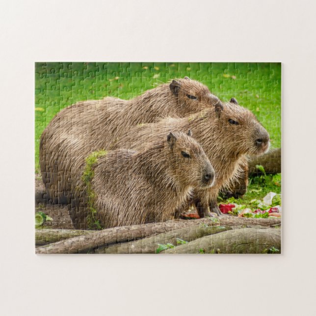 Quebra-cabeça Família Capybara (Horizontal)