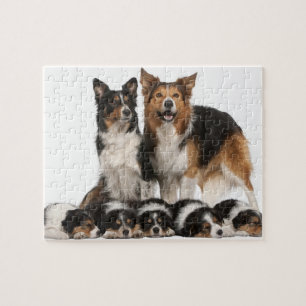 Quebra-cabeça Família de border collie