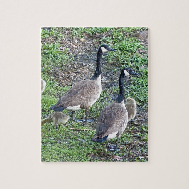 Quebra-cabeça Família Geese Canadense (Vertical)