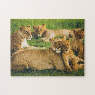 Quebra-cabeça Família Leão Mãe Cubs Bebê Liões Selva Savann