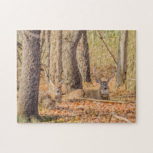 Quebra-cabeça Fanfarrão e gama dos cervos de Whitetail