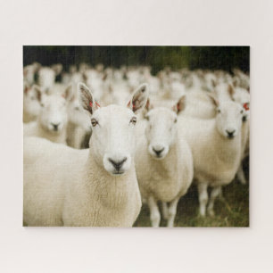 Quebra-cabeça Farms Herd of Sheep