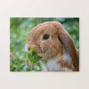 Quebra-cabeça Fawn e White Holland Lop Bunny Rabbit