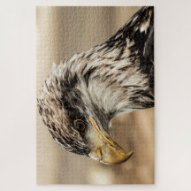 Feche a foto da águia