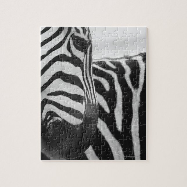 Quebra-cabeça Fecho da face e ombro da zebra (Vertical)