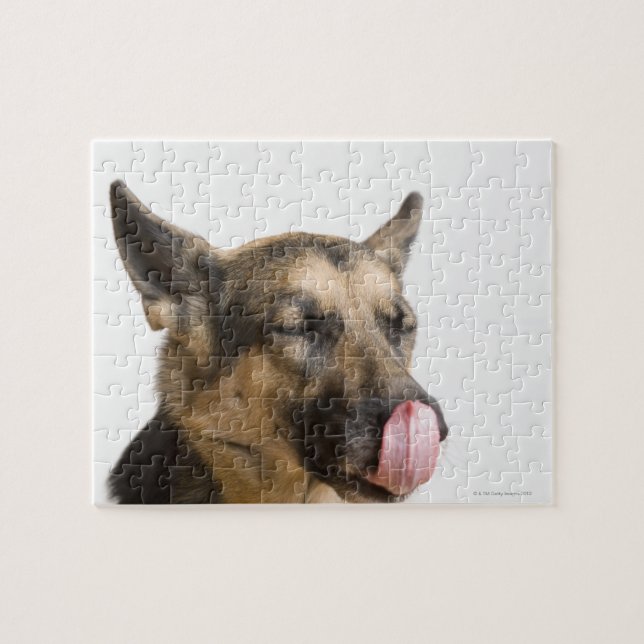 Quebra-cabeça Fecho de um German shepherd a lamber o nariz (Horizontal)