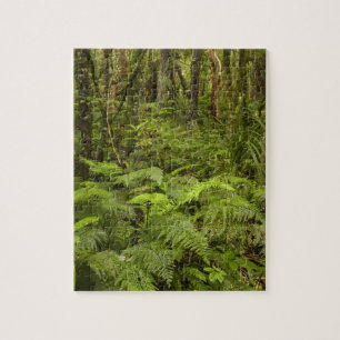 Quebra-cabeça Ferns e arbustos nativos perto de Matai Falls, Cat