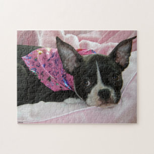 Quebra-cabeça Filhote de cachorro de Boston Terrier