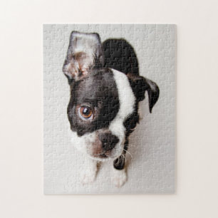 Quebra-cabeça Filhote de cachorro de Edison Boston Terrier