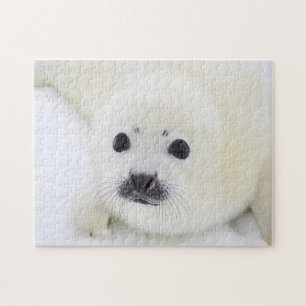 Quebra-cabeça Filhote de cachorro de selo da harpa do bebê no