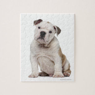 Quebra-cabeça Filhote de cachorro inglês do buldogue (2 meses
