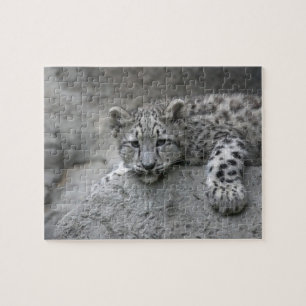 Quebra-cabeça Filhote de leopardo-da-neve de 4 meses esticado so