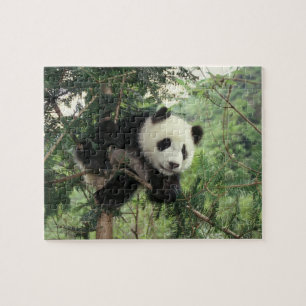 Quebra-cabeça Filhote de Panda Gigante sobe em uma árvore, Vale