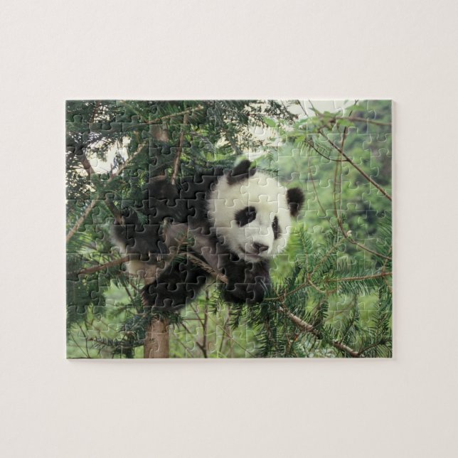 Quebra-cabeça Filhote de Panda Gigante sobe em uma árvore, Vale  (Horizontal)