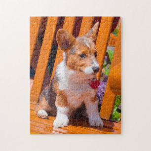 Quebra-cabeça Filhote de Pembroke Welsh Corgi sentado em um banc