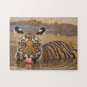 Quebra-cabeça Filhote de tigre-de-bengala real, bebendo água