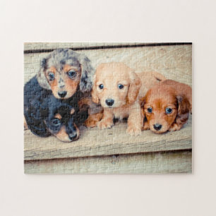 Quebra-cabeça Filhotes de cachorro do Dachshund