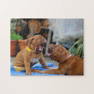 Quebra-cabeça Filhotes de Dogue de Bordeaux a brincar