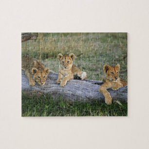 Quebra-cabeça Filhotes de leões em log, Panthera leo, Masai Mar