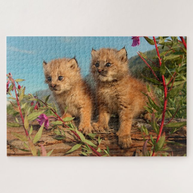 Quebra-cabeça Filhotes de Lince Canadense, Alasca (Horizontal)