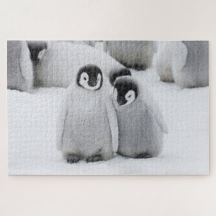 Quebra-cabeça Filhotes de Pinguim Imperador no Gelo na Antártida