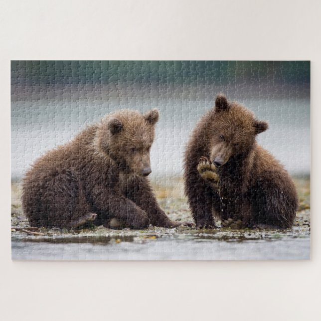 Quebra-cabeça Filhotes de Urso Pardo pelo Córrego (Horizontal)