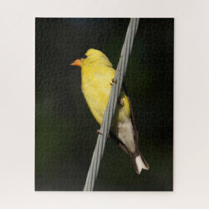 Quebra-cabeça Finch Dourado Americano - Fundo Verde Escuro