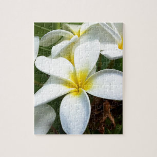Quebra-cabeça Flor branca do Plumeria de Havaí