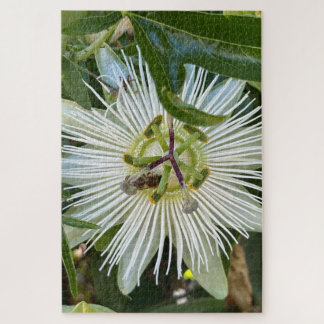 Quebra-cabeça Flor da Paixão Branca com Abelha, Oakland