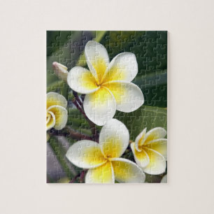 Quebra-cabeça Flor de Frangipani Ilhas Cook