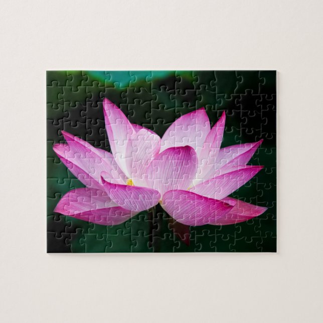 Quebra-cabeça Flor de Lotus Rosa (Horizontal)