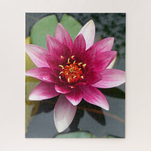 Quebra-cabeça Flor de Lotus Rosa