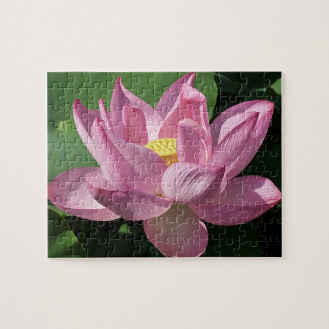 Quebra-cabeça Flor de Lotus Rosa IV (Horizontal)