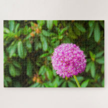 Flor fuchsia maravilhosa em Keukenhof, Países Baix