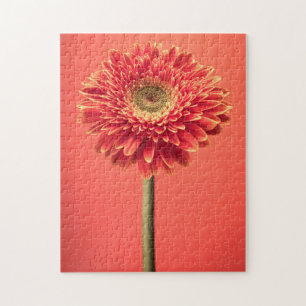 Quebra-cabeça Flor vermelha da margarida do Gerbera de Barberton